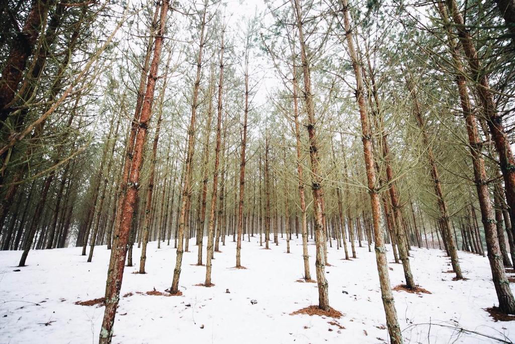 Pakaso Sodyba Kirdeikiai Bagian luar foto